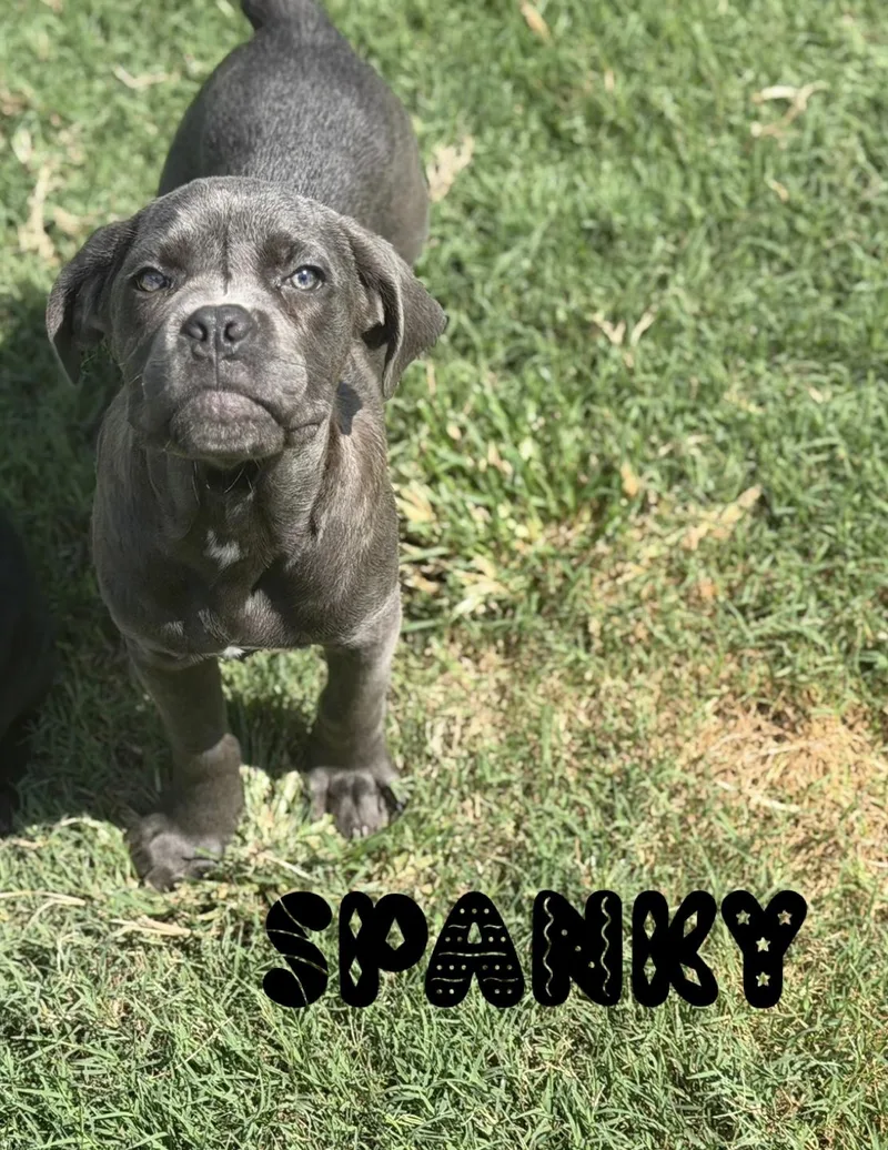 A baby extra large-sized male Cane Corso dog named Spanky for adoption in Lutz, FL