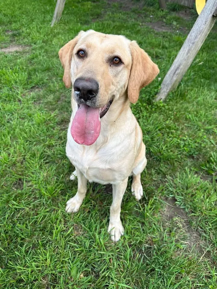 An adult large-sized female Yellow Labrador Retriever dog named Alli for adoption in Snover, MI