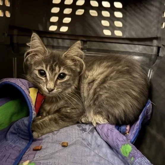 A baby small-sized female Gray / Blue / Silver Domestic Long Hair cat named Flaky for adoption in Newark, DE