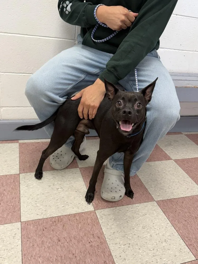 A young small-sized male Tricolor (Brown, Black, & White) Chihuahua dog named Adrian for adoption in Ontario, CA