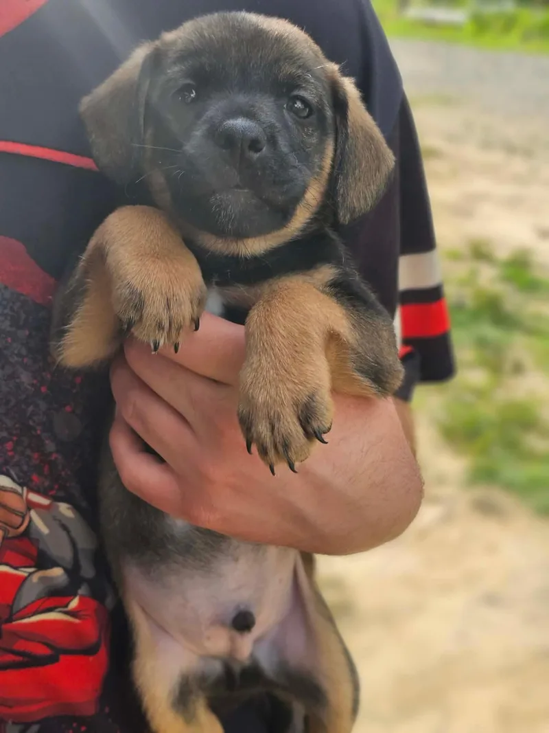 Rocky