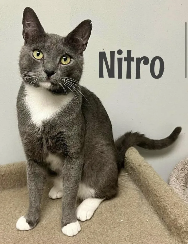 An adult medium-sized male Gray & White Domestic Short Hair cat named Nitro for adoption in Warminster, PA