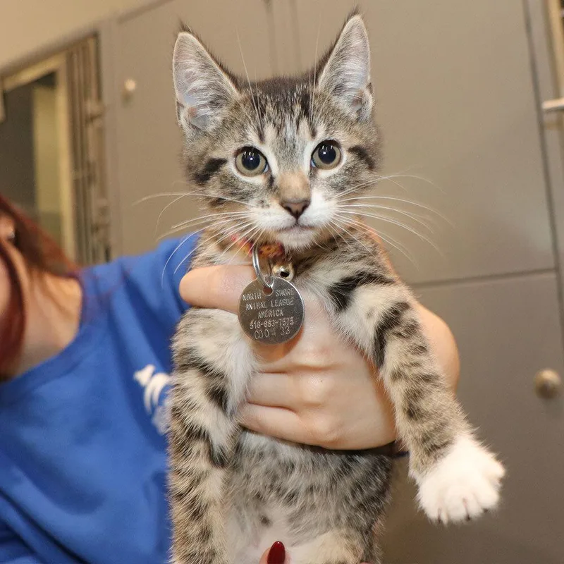 A baby small-sized female Domestic Short Hair cat named Saki for adoption in Port Washington, NY