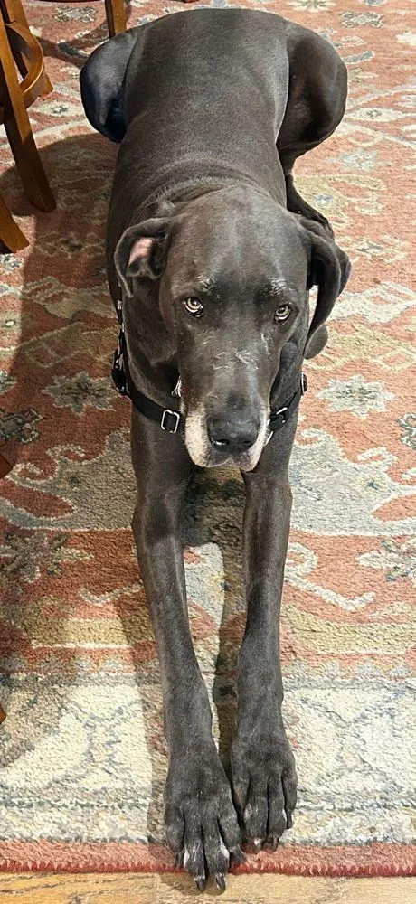 A senior extra large-sized female Great Dane dog named Ava  Bonded Pair for adoption in Larkspur, CO