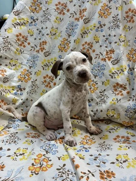 A baby small-sized male Pit Bull Terrier dog named Snowball for adoption in Mobile, AL