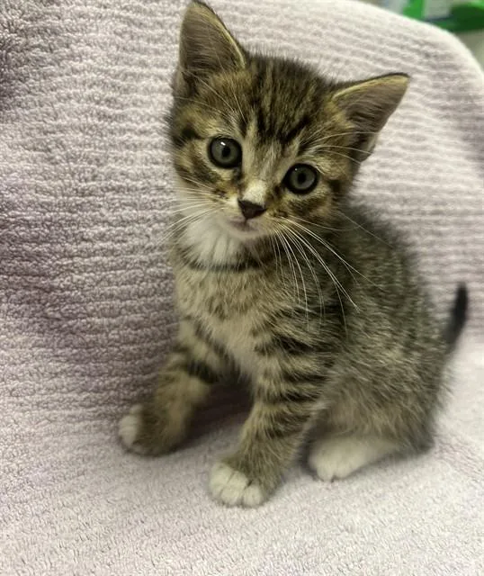 A baby small-sized male Domestic Short Hair cat named Leo for adoption in Ontario, CA