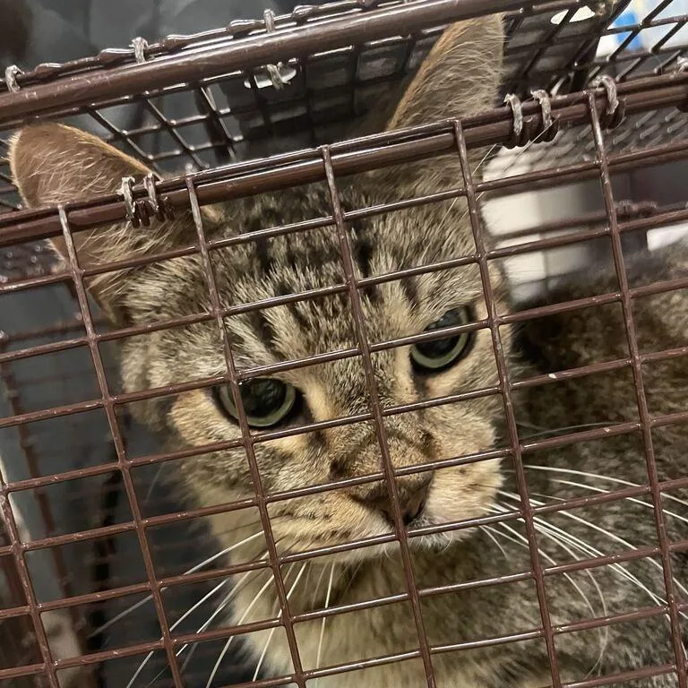 A senior medium-sized male Domestic Long Hair cat named Kelis for adoption in Chicago, IL