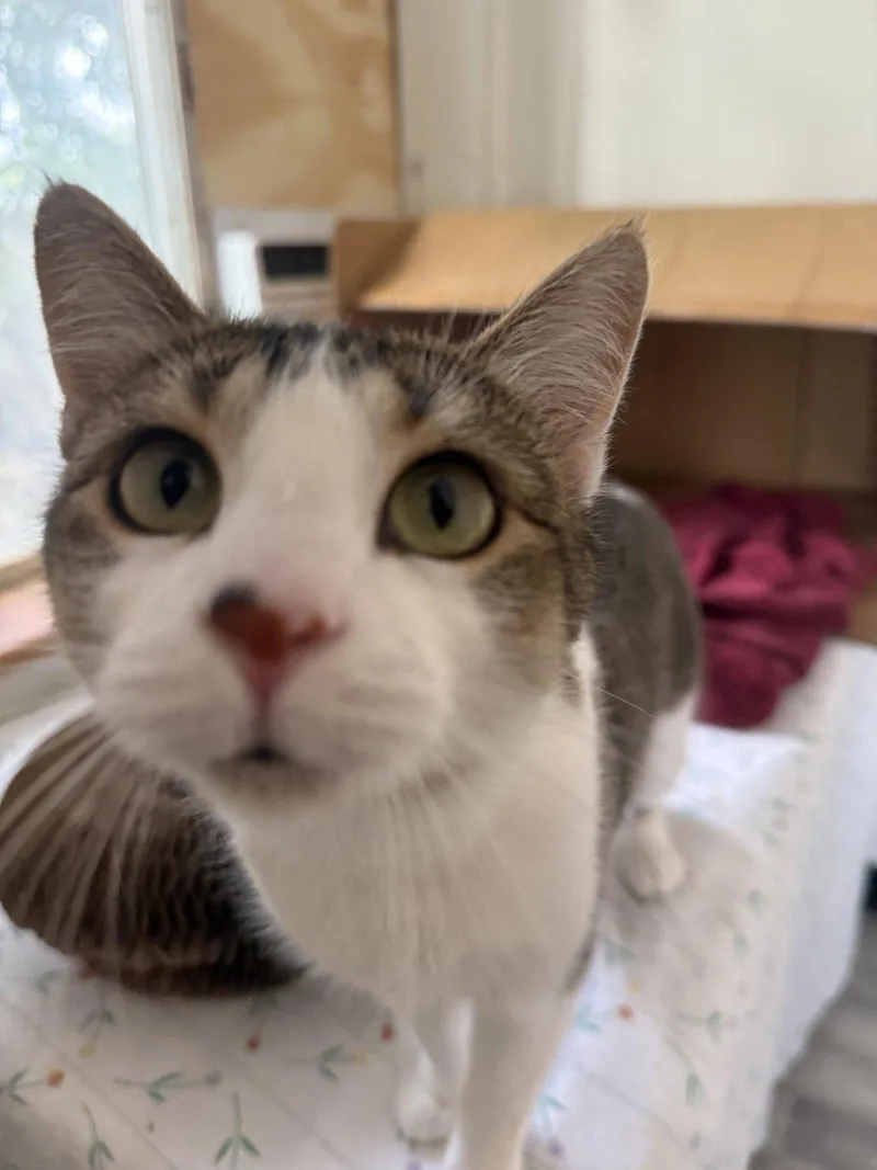An adult medium-sized female Domestic Short Hair cat named Mama Pasta for adoption in Fort Collins, CO