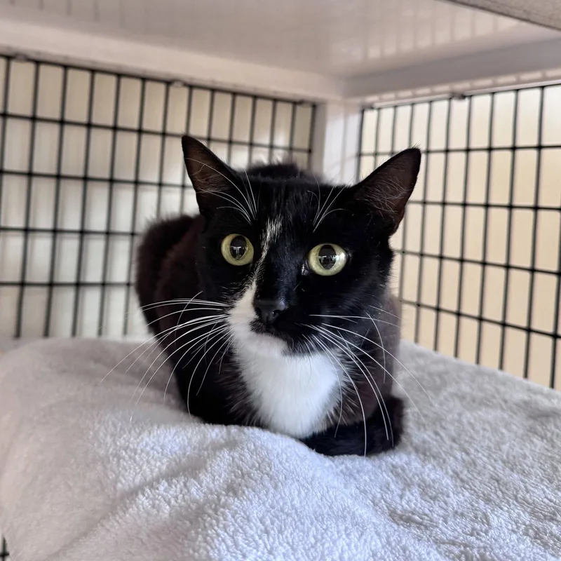 An adult small-sized female Black & White / Tuxedo Domestic Short Hair cat named Lyric for adoption in Burlingame, CA