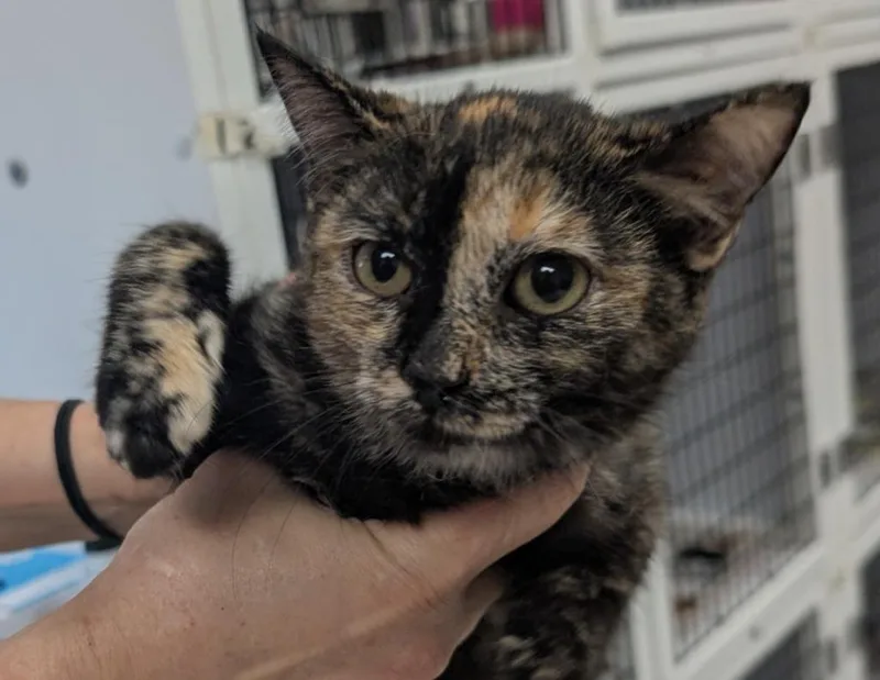 A baby medium-sized female Domestic Short Hair cat named Niamh for adoption in Peoria, AZ