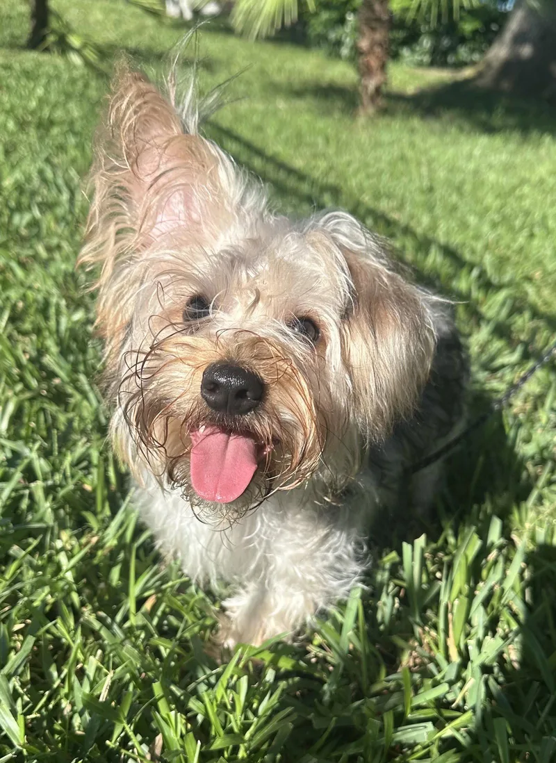 A young small-sized male Maltese dog named Tank for adoption in Valrico, FL