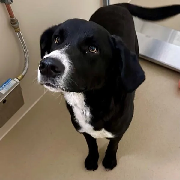 A young large-sized female Labrador Retriever dog named Doris Day for adoption in Walnut Creek, CA