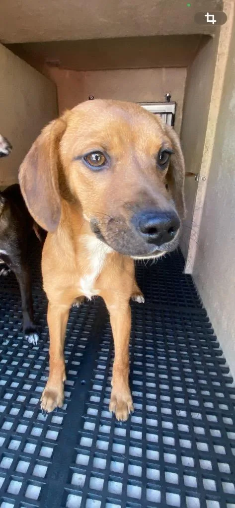 A young small-sized female Mixed Breed dog named Marta for adoption in Cartersville , GA