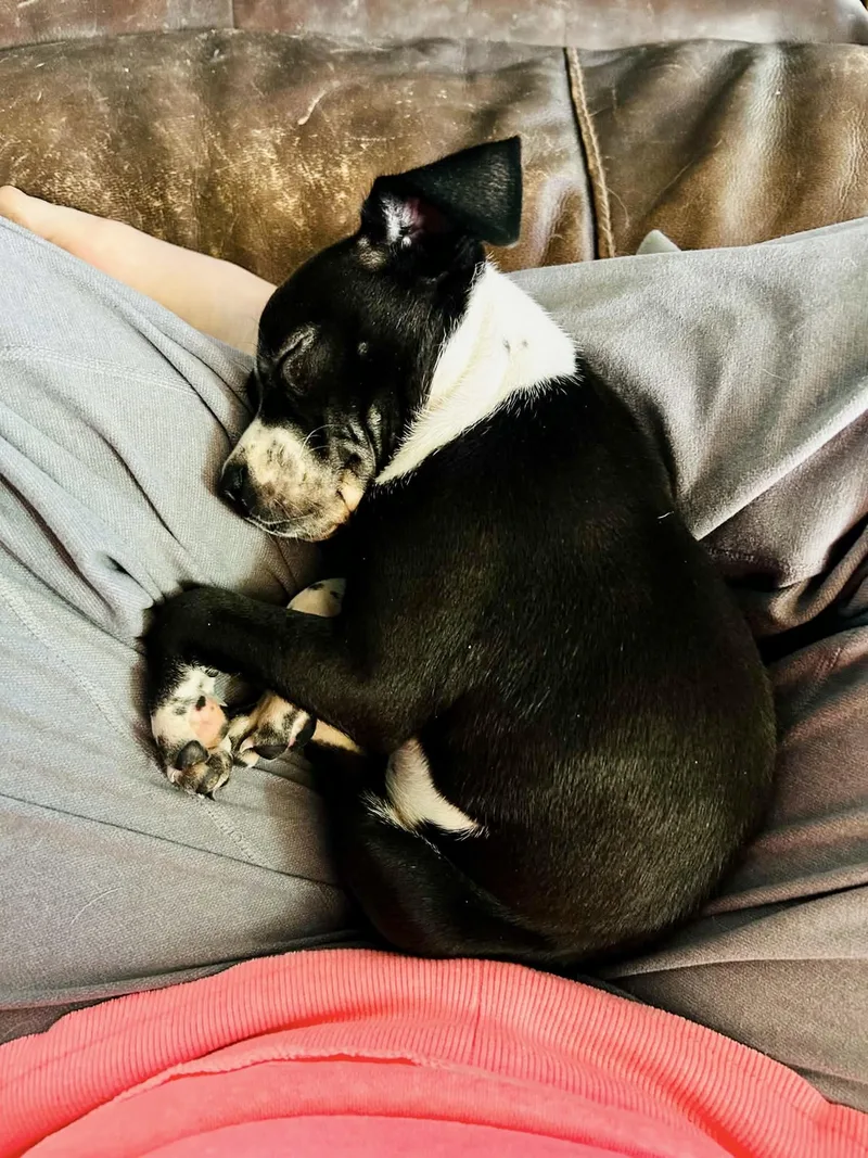 A baby small-sized female Bicolor Chihuahua dog named Thelma for adoption in Las Vegas, NV
