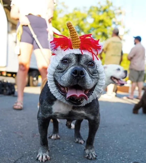 A senior medium-sized female Mixed Breed dog named Midnight for adoption in Charlotte, NC