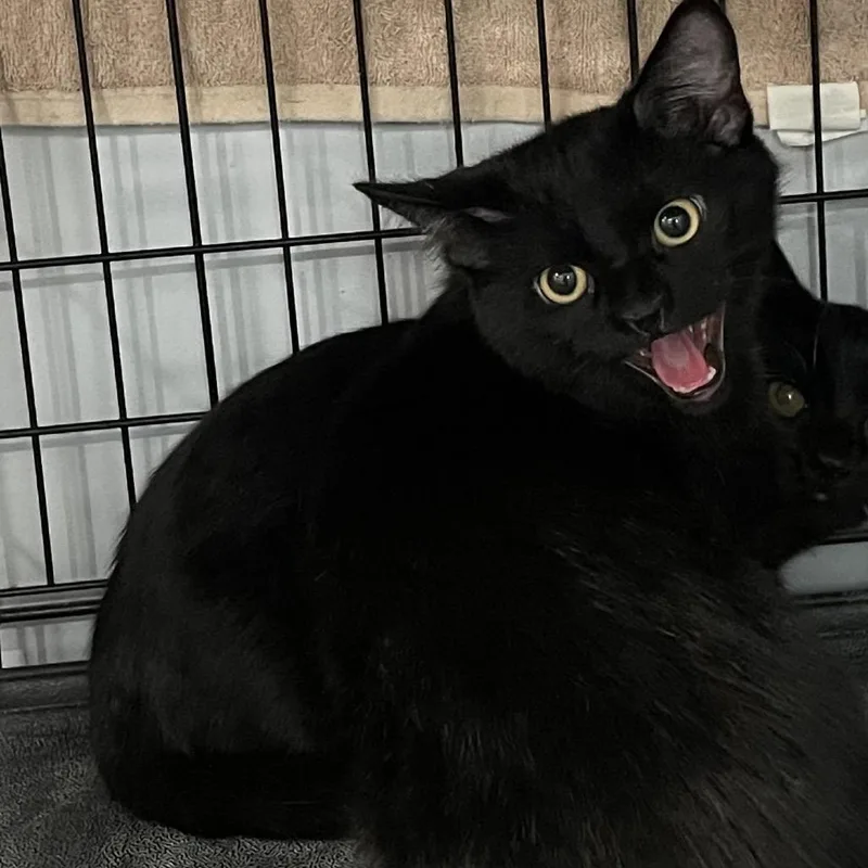 A young medium-sized male Domestic Short Hair cat named Teeter for adoption in Fairmont, WV