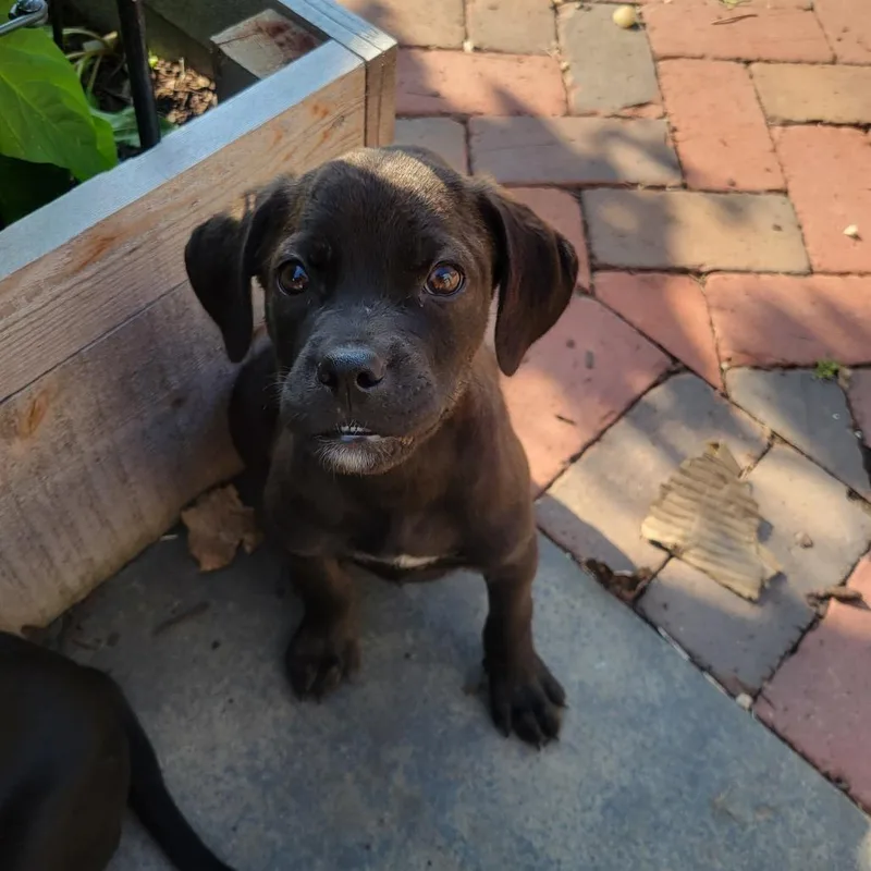 A baby small-sized male Black Labrador Retriever dog named Ranger for adoption in Avon, OH