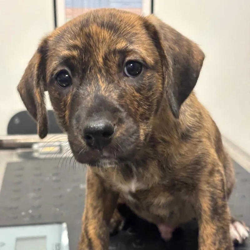 A baby small-sized male Black Catahoula Leopard Dog dog named Stitch for adoption in League City, TX