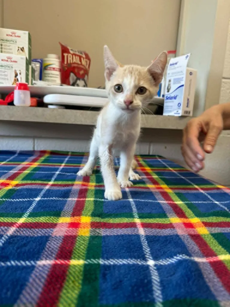 A baby medium-sized male Domestic Short Hair cat named Frosted Strawberry for adoption in Marion, OH