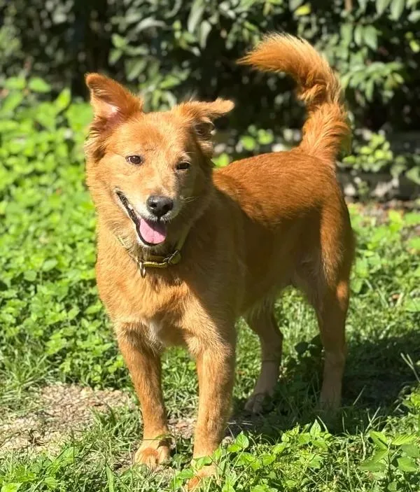 Ginger