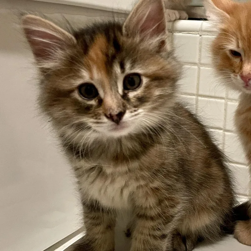 A baby small-sized female Domestic Short Hair cat named Zodiac for adoption in Hailey, ID