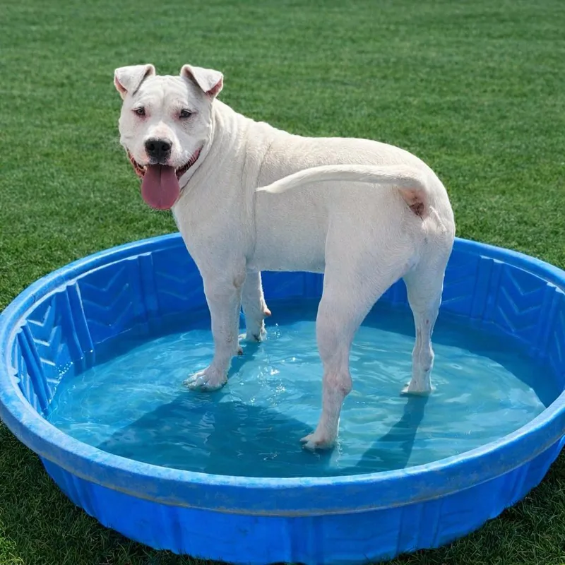 An adult large-sized male White / Cream Staffordshire Bull Terrier dog named Max Cooper for adoption in Seguin, TX