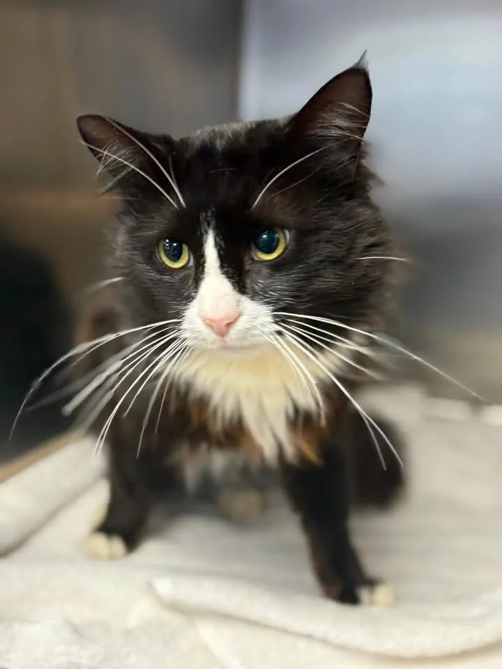 A young medium-sized male Domestic Medium Hair cat named Lord Sheddington for adoption in Lavonia, GA