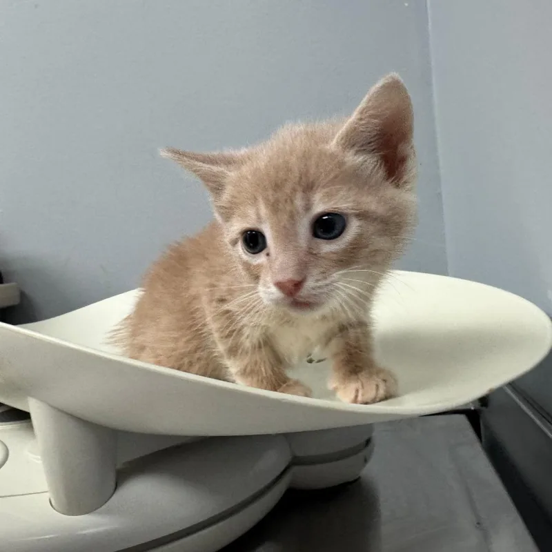 A baby small-sized male Buff / Tan / Fawn Domestic Short Hair cat named Rock for adoption in Columbus, GA