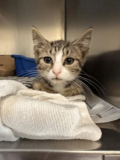 A baby small-sized male Domestic Short Hair cat named Trollzart for adoption in West Chester, PA