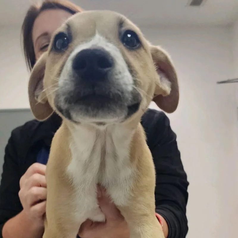 A baby small-sized male Apricot / Beige Mixed Breed dog named Stubby for adoption in Charleston, WV