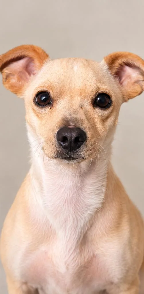 A young small-sized female Chihuahua dog named Appreciate for adoption in Sumter, SC
