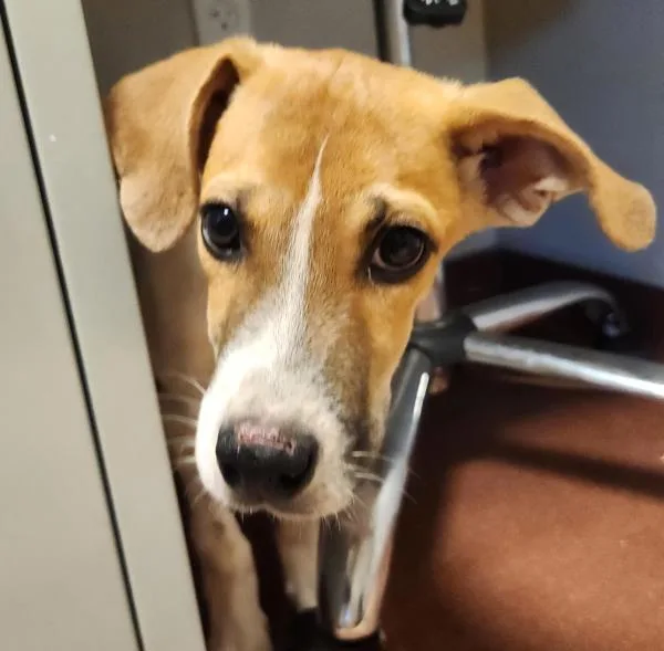 A baby large-sized female Rhodesian Ridgeback dog named Virgo for adoption in Oakland, CA