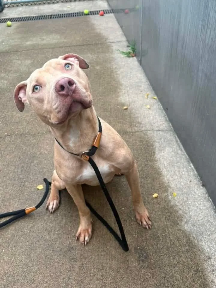 An adult medium-sized male Yellow / Tan / Blond / Fawn Pit Bull Terrier dog named Tamarillo for adoption in Chicago, IL