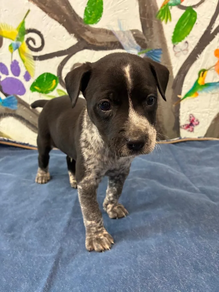 A baby medium-sized male Australian Cattle Dog / Blue Heeler dog named Peter for adoption in Brookhaven, MS