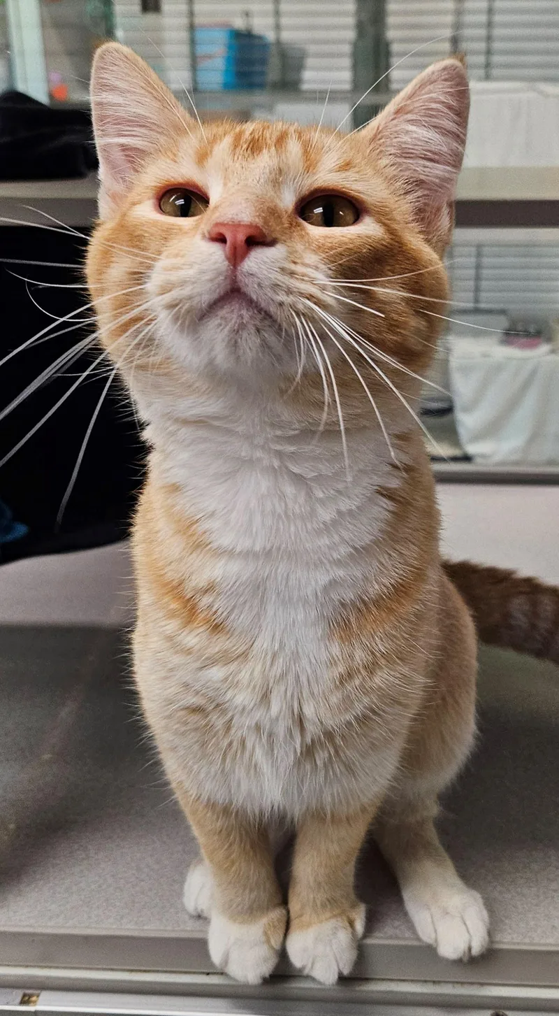 An adult medium-sized male Domestic Short Hair cat named Pakku for adoption in Iowa City, IA