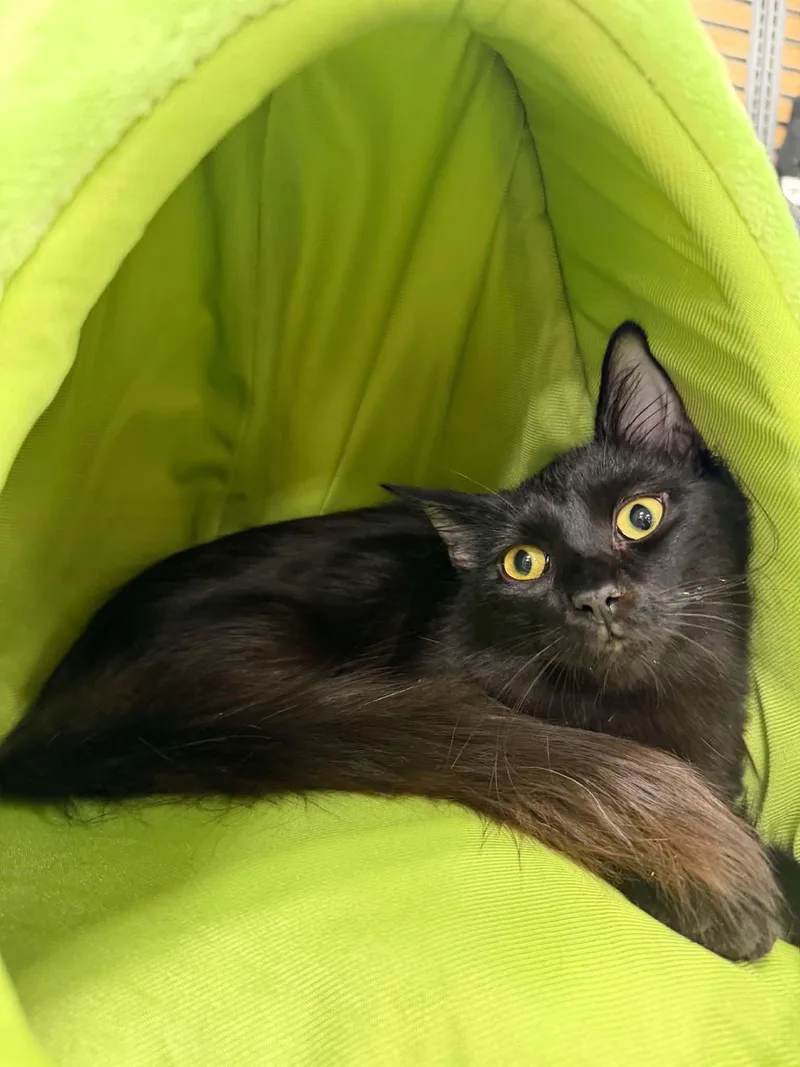 A baby medium-sized male Domestic Long Hair cat named Hunter for adoption in Barrington Hills, IL