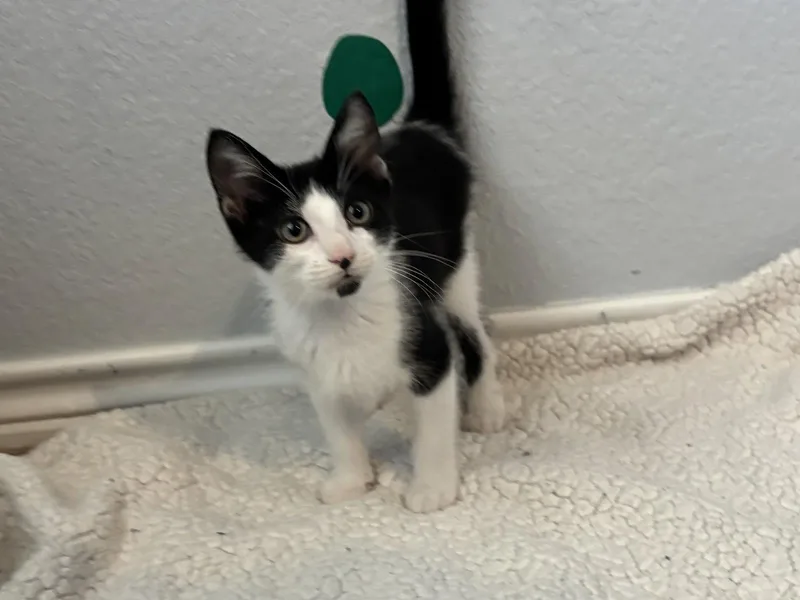 A baby medium-sized male Black & White / Tuxedo Domestic Short Hair cat named Pedro Pascal Jr for adoption in Plano, TX