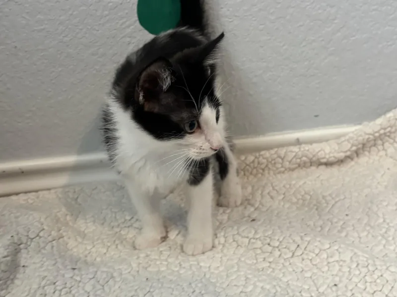 Pedro Pascal Jr thumbnail 2