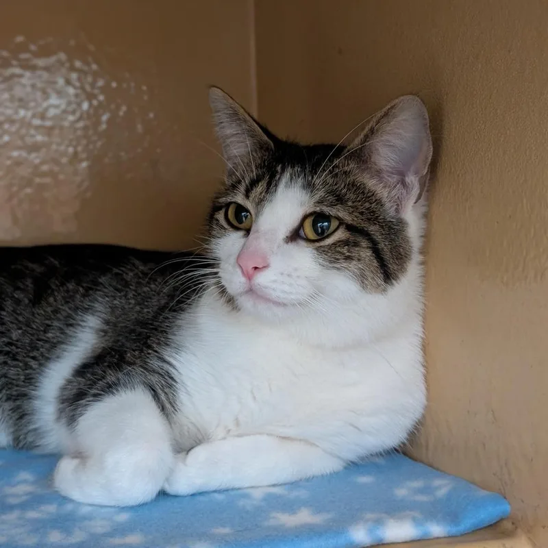 A young medium-sized female Domestic Short Hair cat named Toothpaste for adoption in Spokane, WA