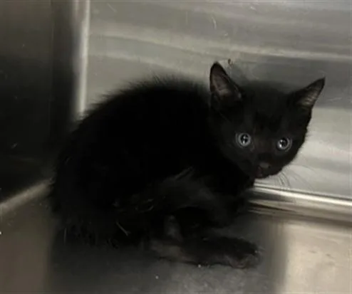 A baby medium-sized male Domestic Short Hair cat named Chancho for adoption in Lancaster, CA