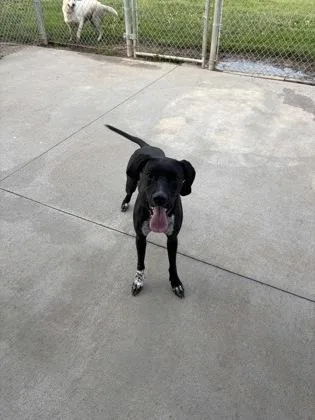 An adult medium-sized female Boxer dog named Daisy for adoption in Beatrice, NE