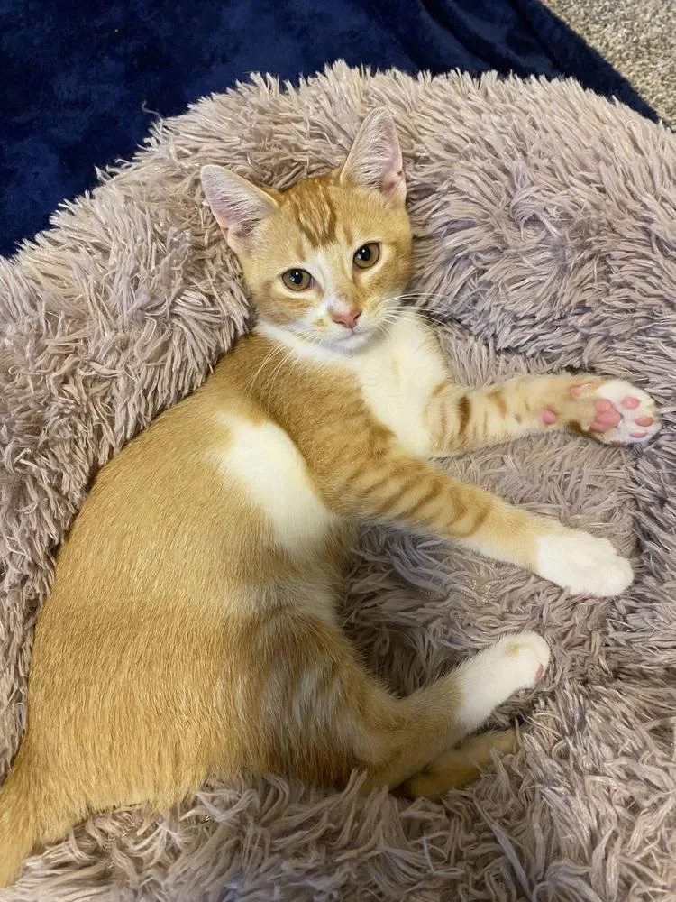 A baby medium-sized male Orange & White Domestic Short Hair cat named Sterling for adoption in Clinton Township, MI