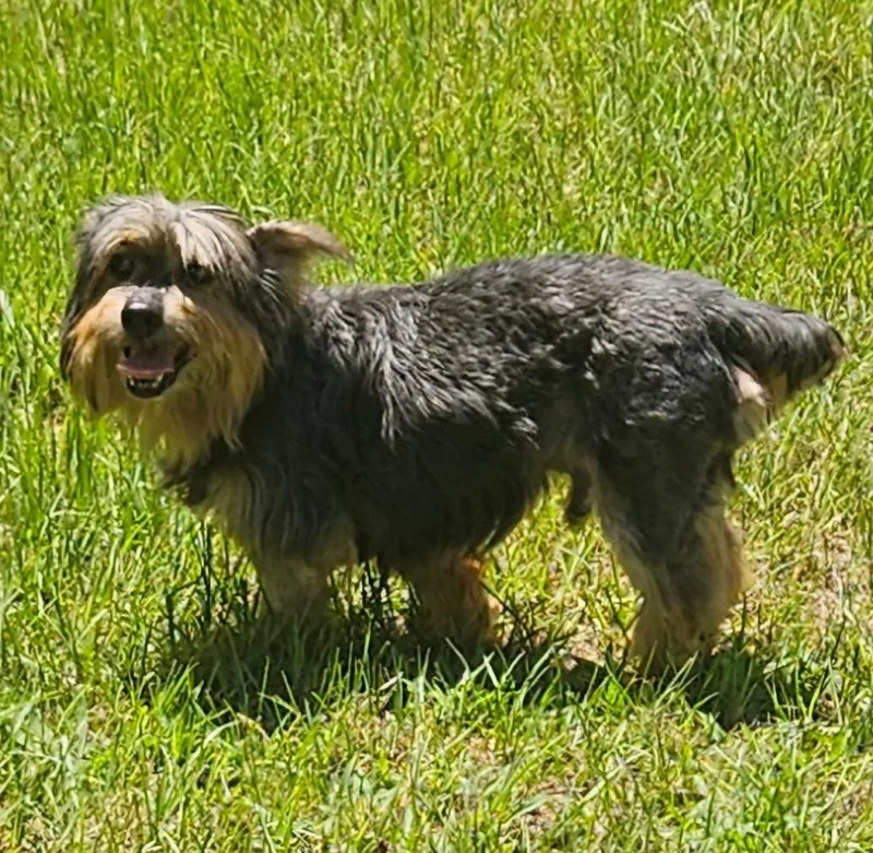 An adult small-sized male Yorkie Poo dog named Franco for adoption in Centerville, GA