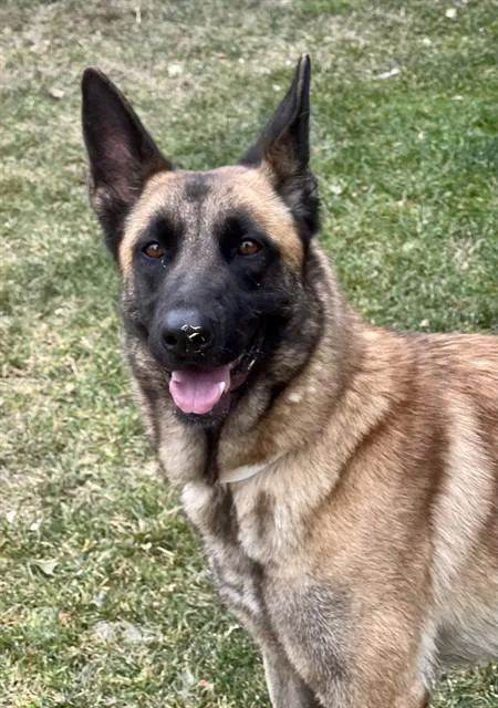 An adult large-sized female German Shepherd Dog dog named Squirt for adoption in Riverside, CA