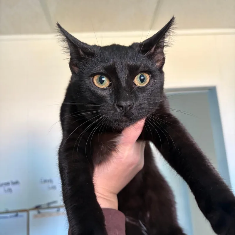 A young medium-sized female Black Domestic Short Hair cat named Sweet Pea for adoption in Grass Valley, CA