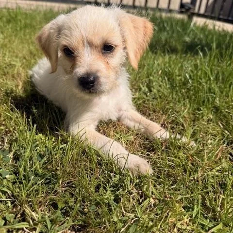 A baby small-sized female Yellow / Tan / Blond / Fawn Terrier dog named Arley for adoption in Torrance, CA