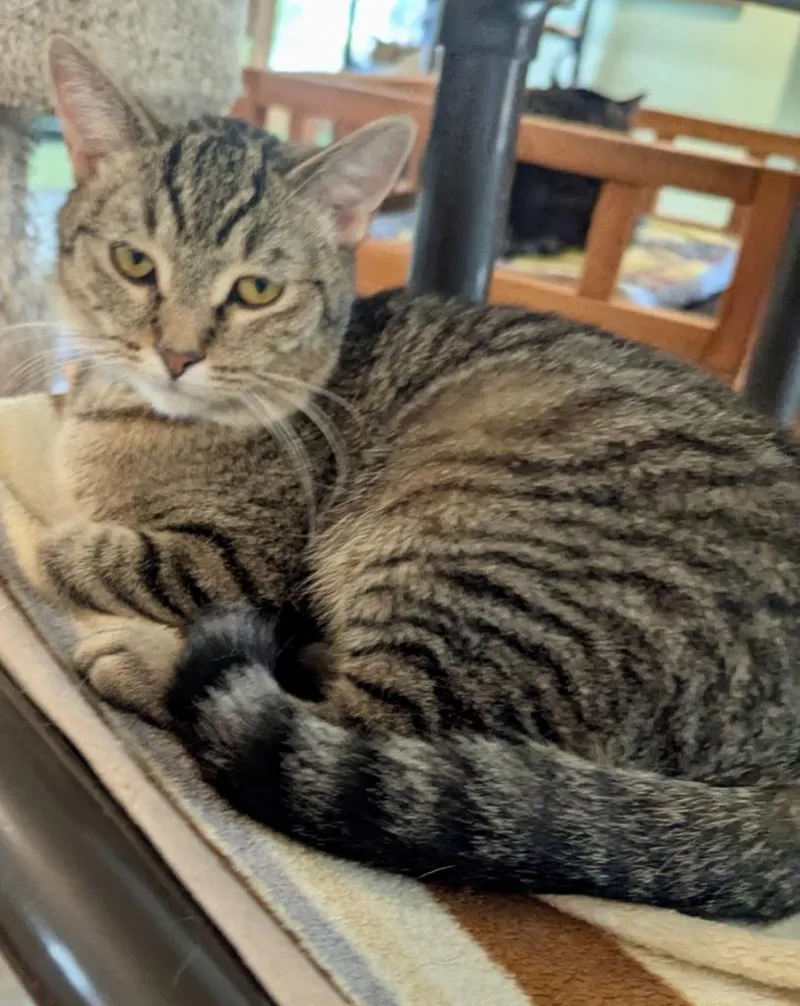 A baby medium-sized female Domestic Short Hair cat named Dani for adoption in Rice Lake, WI