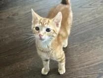 A baby small-sized female Tabby (Orange / Red) Domestic Short Hair cat named Sharie for adoption in Hawthorne, NJ