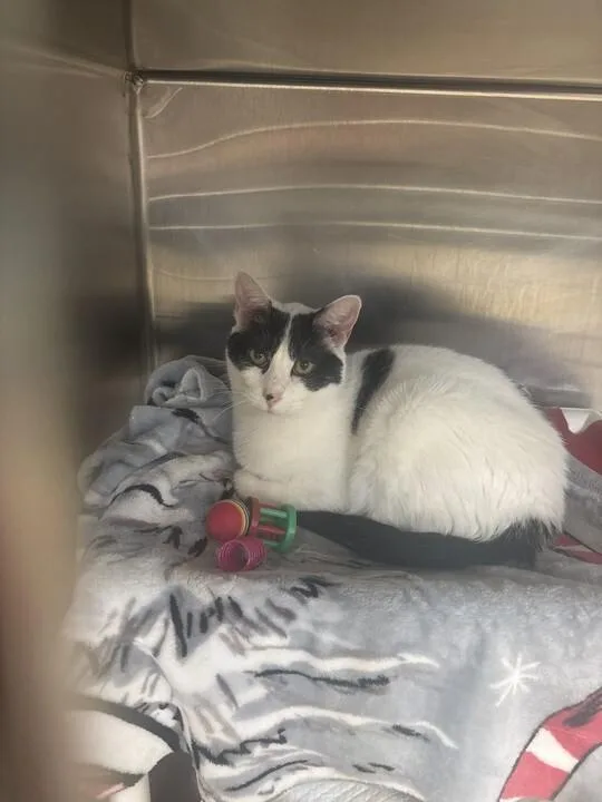 An adult large-sized female White Domestic Short Hair cat named Lady for adoption in Cincinnati, OH