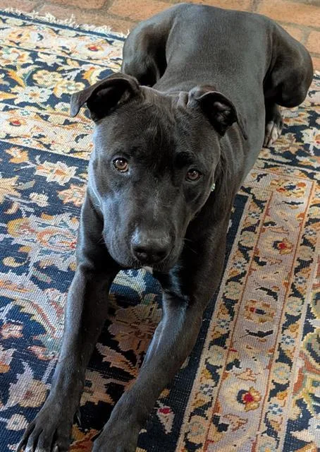 A young medium-sized female Pit Bull Terrier dog named Samantha for adoption in Albuquerque, NM